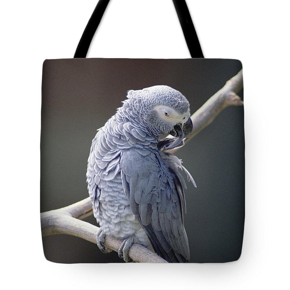 Mp Tote Bag featuring the photograph African Grey Parrot Psittacus Erithacus by Gerry Ellis