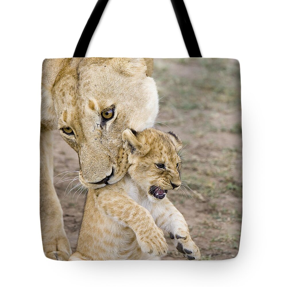 00761319 Tote Bag featuring the photograph African Lion Mother Picking Up Cub by Suzi Eszterhas