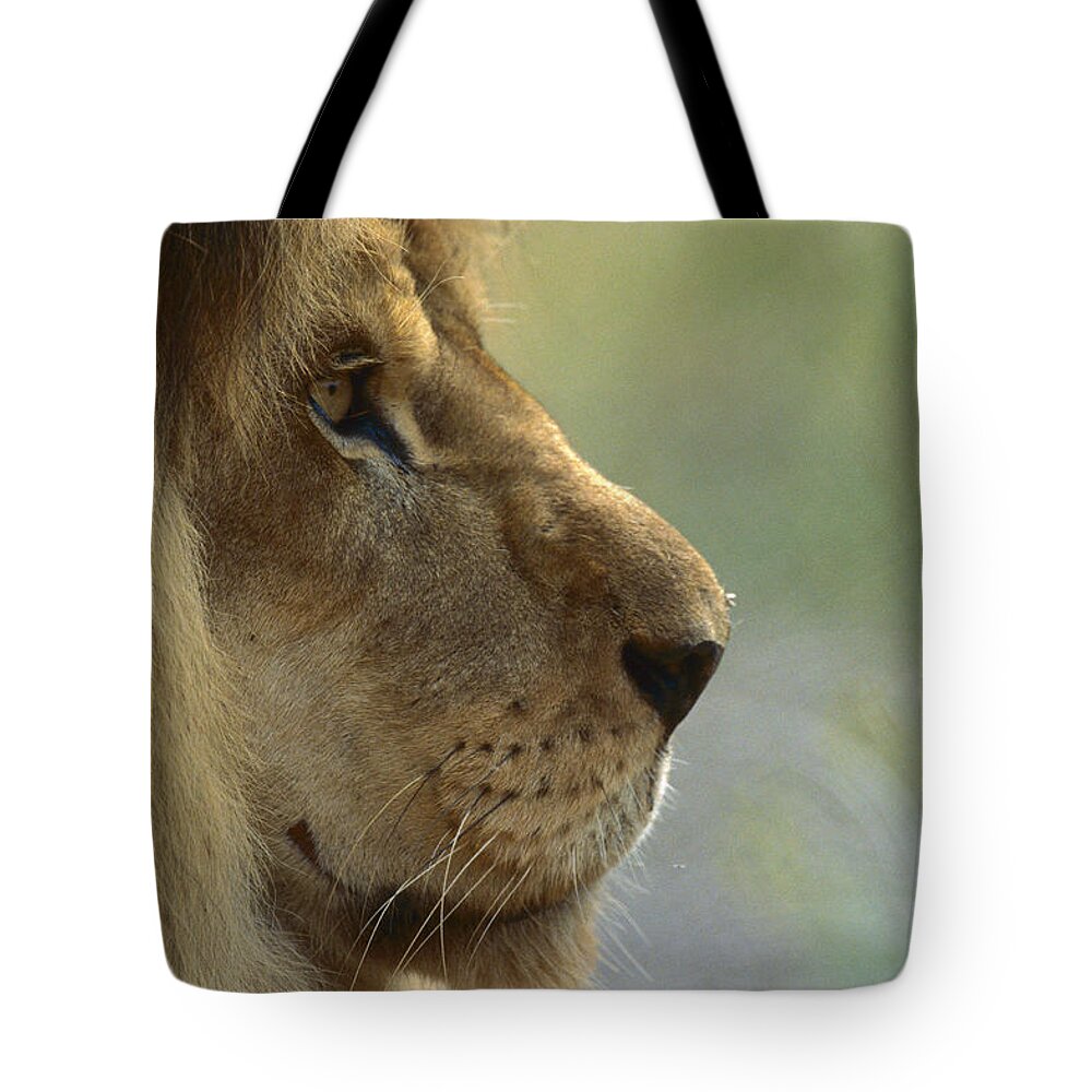 Mp Tote Bag featuring the photograph African Lion Panthera Leo Male Portrait by Zssd