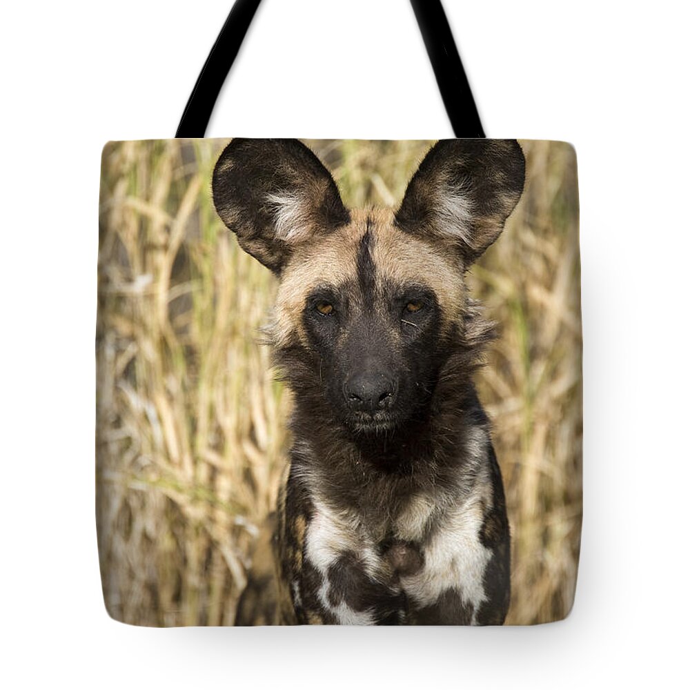 00426044 Tote Bag featuring the photograph African Wild Dog Okavango Delta Botswana by Suzi Eszterhas