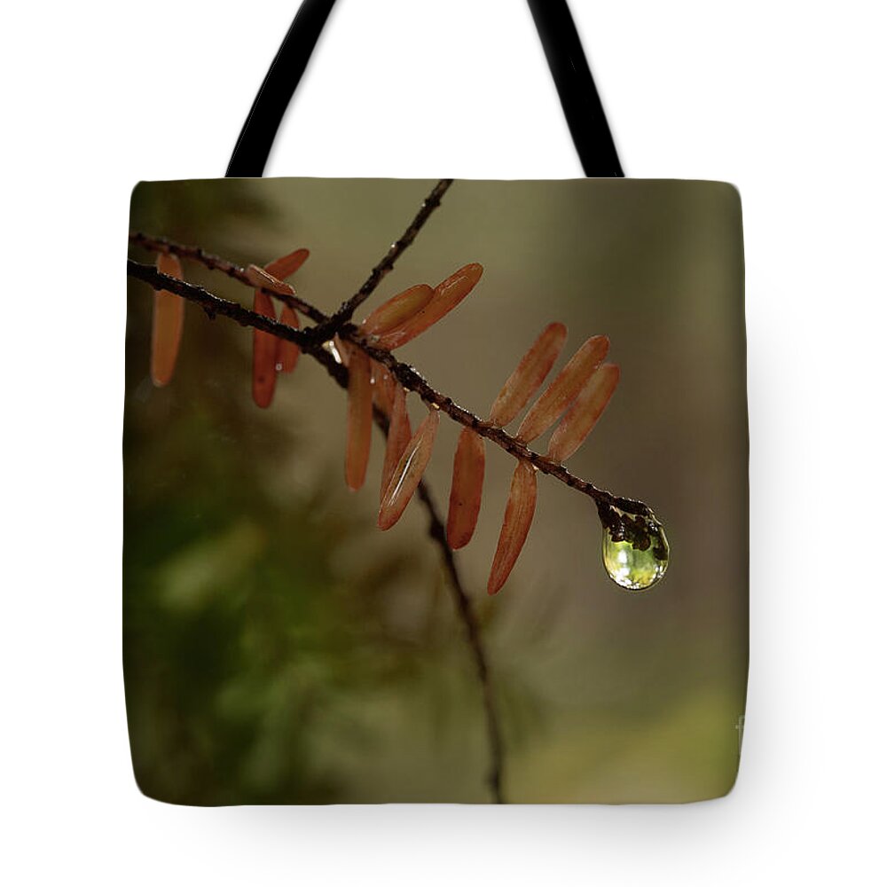 Pine Tote Bag featuring the photograph After The Rain by Mike Eingle