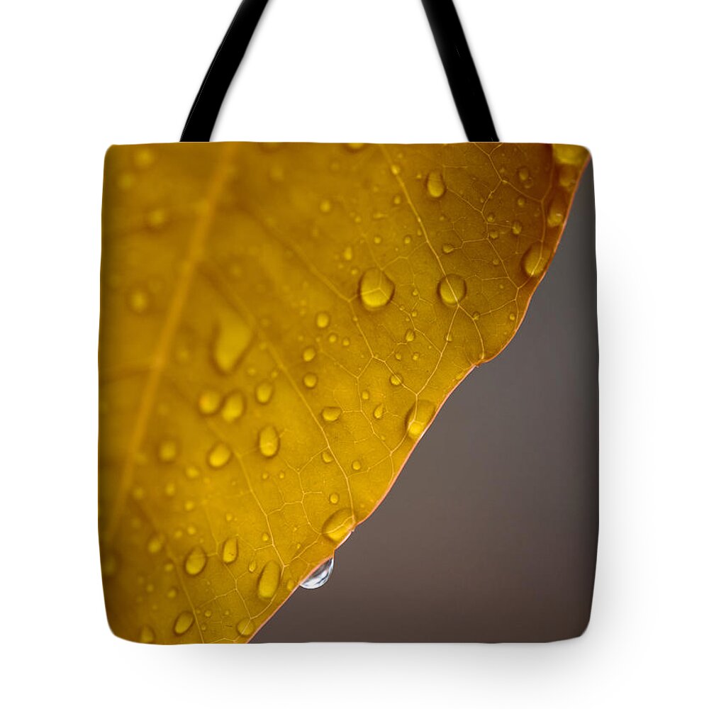 Leaf Tote Bag featuring the photograph After the Rain by Stephen Anderson