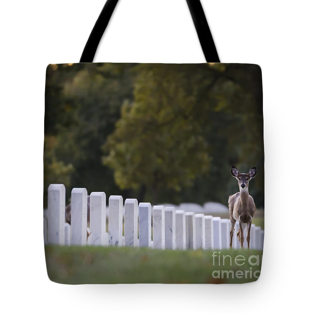 Deer Tote Bag featuring the photograph After Visiting Hours by Andrea Silies