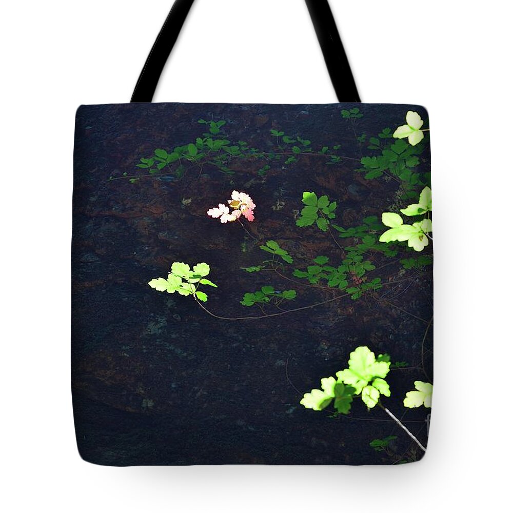 Pinnacles National Park Tote Bag featuring the photograph Afternoon light on Oak by Jeff Hubbard