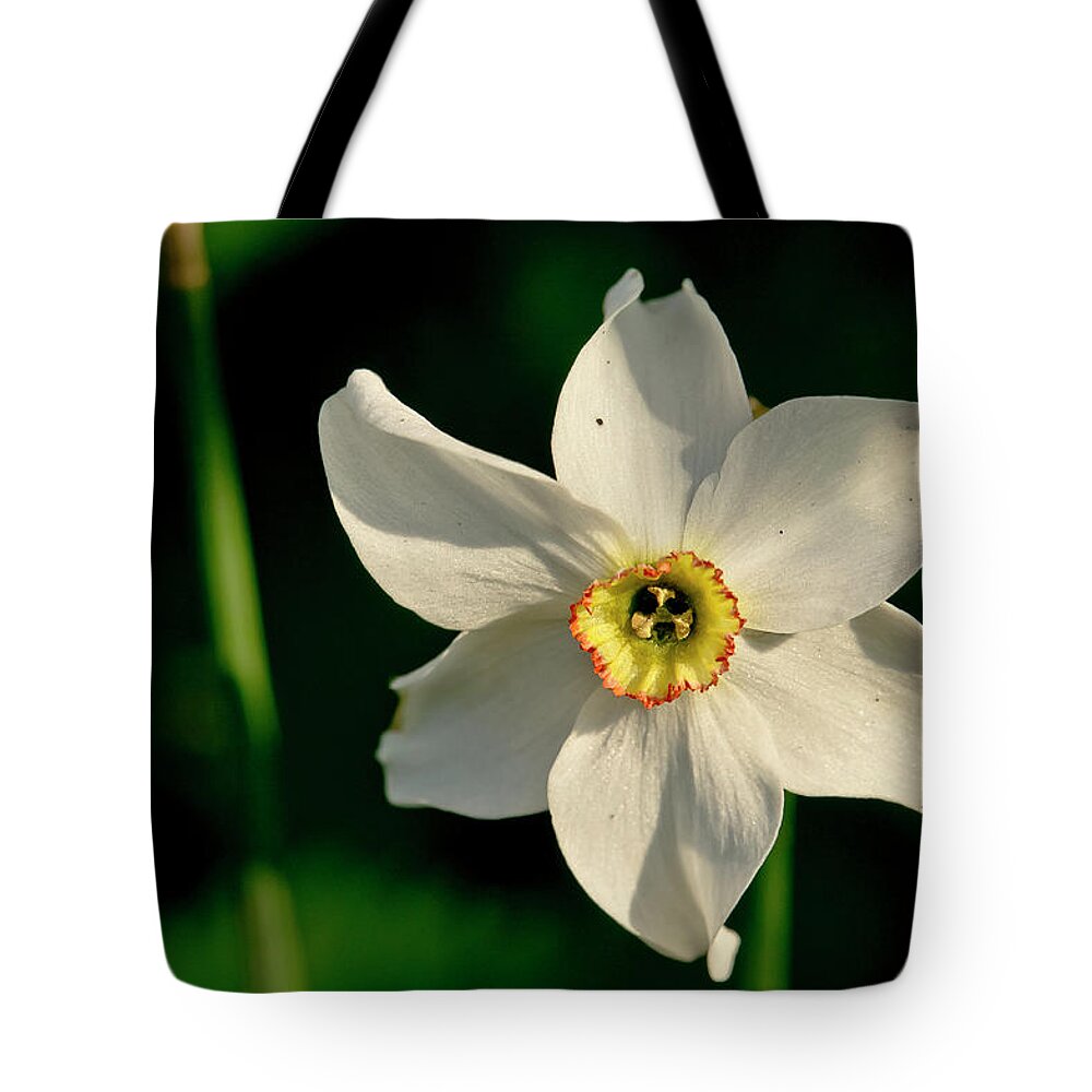 Forest Tote Bag featuring the photograph Afternoon of Narcissus Poeticus. by Elena Perelman