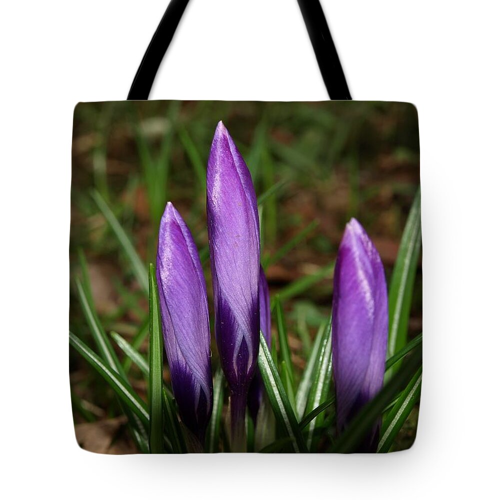 Crocus Tote Bag featuring the photograph Against All Odds by Richard Brookes
