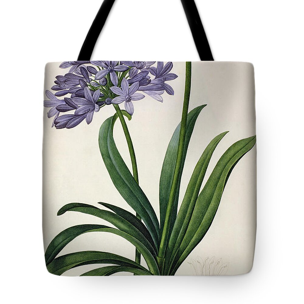 Vintage Tote Bag featuring the painting Agapanthus umbrellatus by Pierre Redoute