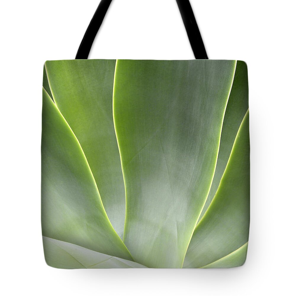 Agave Tote Bag featuring the photograph Agave Leaves by Rich Franco