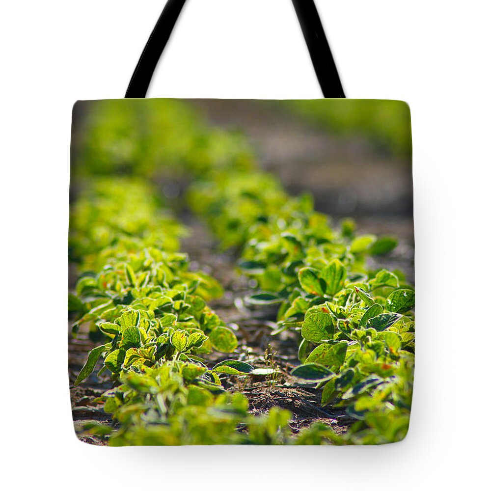 Crop Tote Bag featuring the photograph Agriculture- Soybeans 1 by Karen Wagner