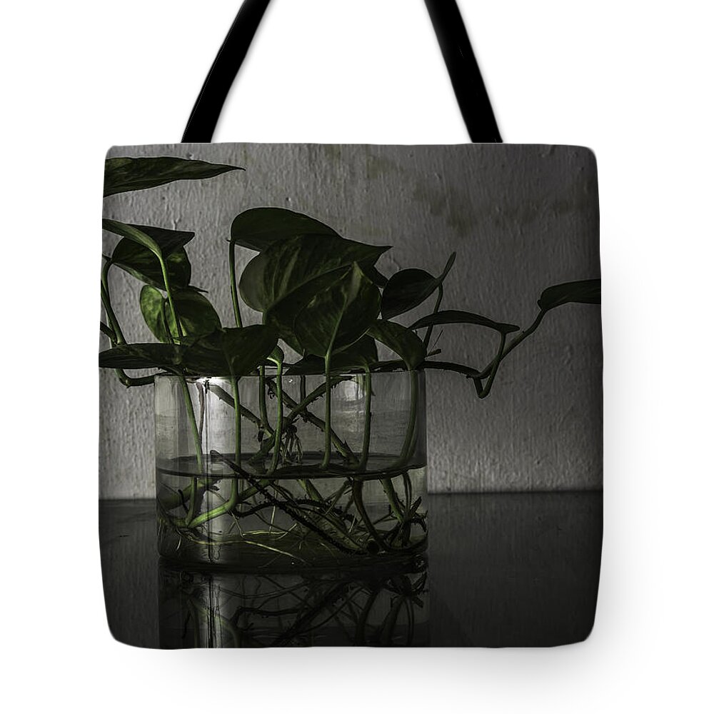 Money Plant Tote Bag featuring the photograph Aimple by Rajiv Chopra