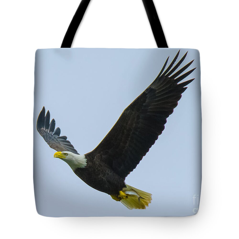 11nov15 Tote Bag featuring the photograph Airborne Fishing by Jeff at JSJ Photography