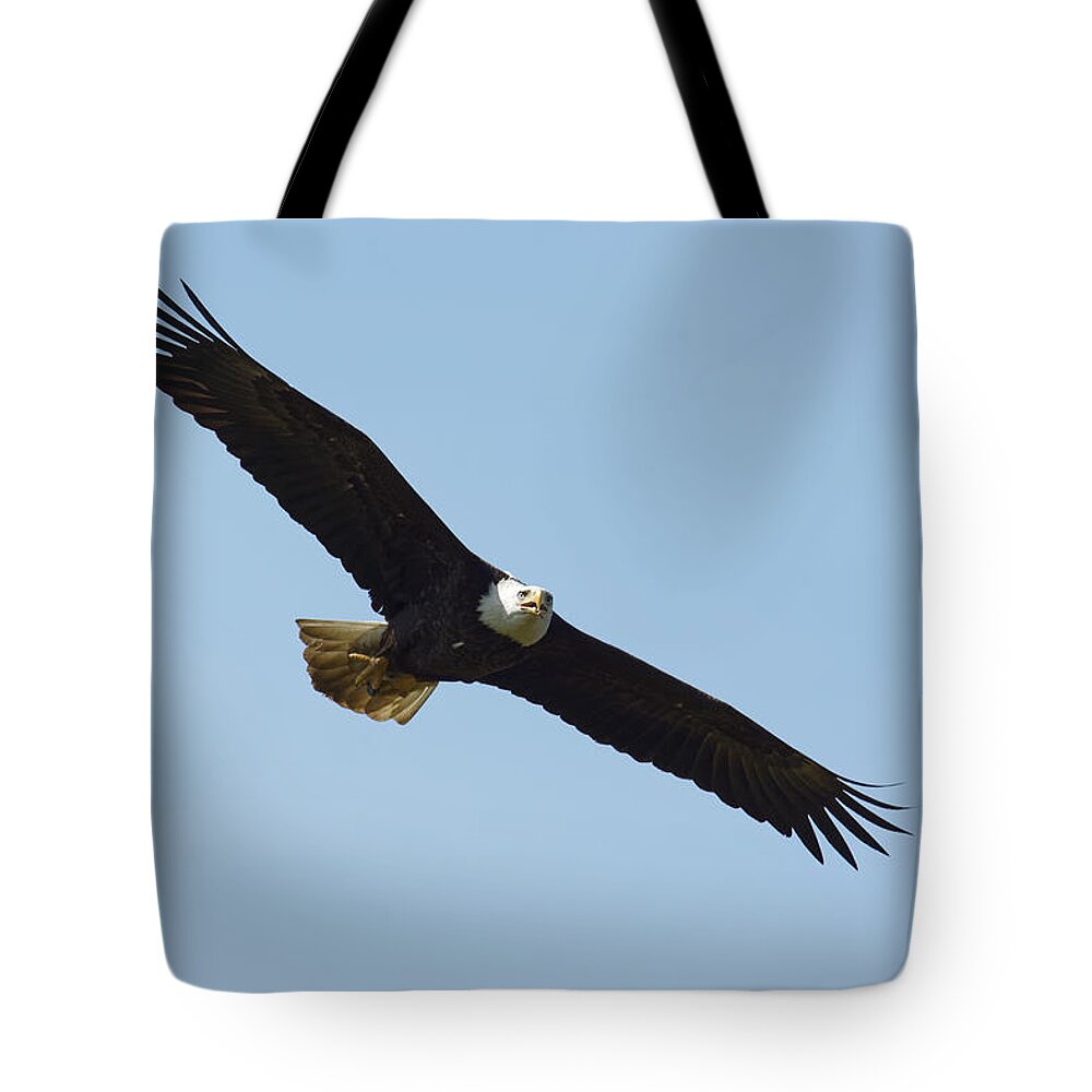 Darin Volpe Wildlife Tote Bag featuring the photograph Airborne - Bald Eagle at Kalifornsky, Alaska by Darin Volpe