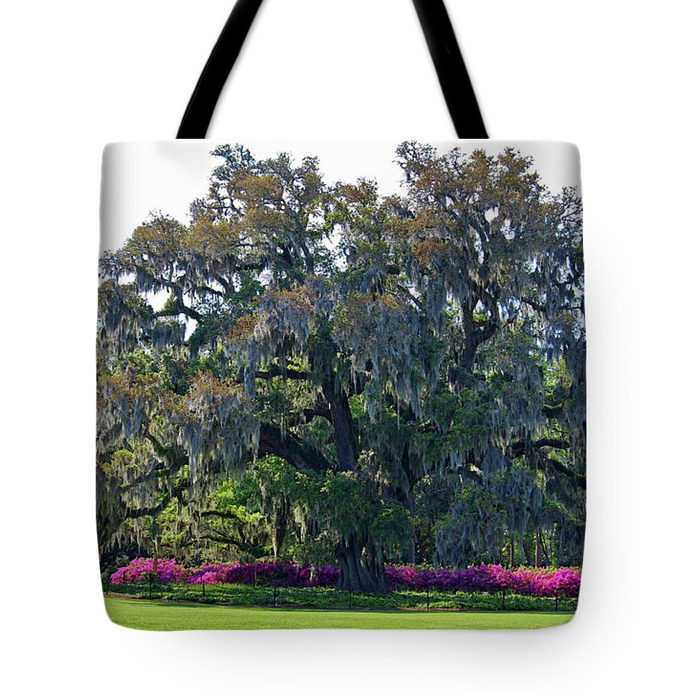 Live Oak Tote Bag featuring the photograph Airlie Oak In The Spring by Cynthia Guinn