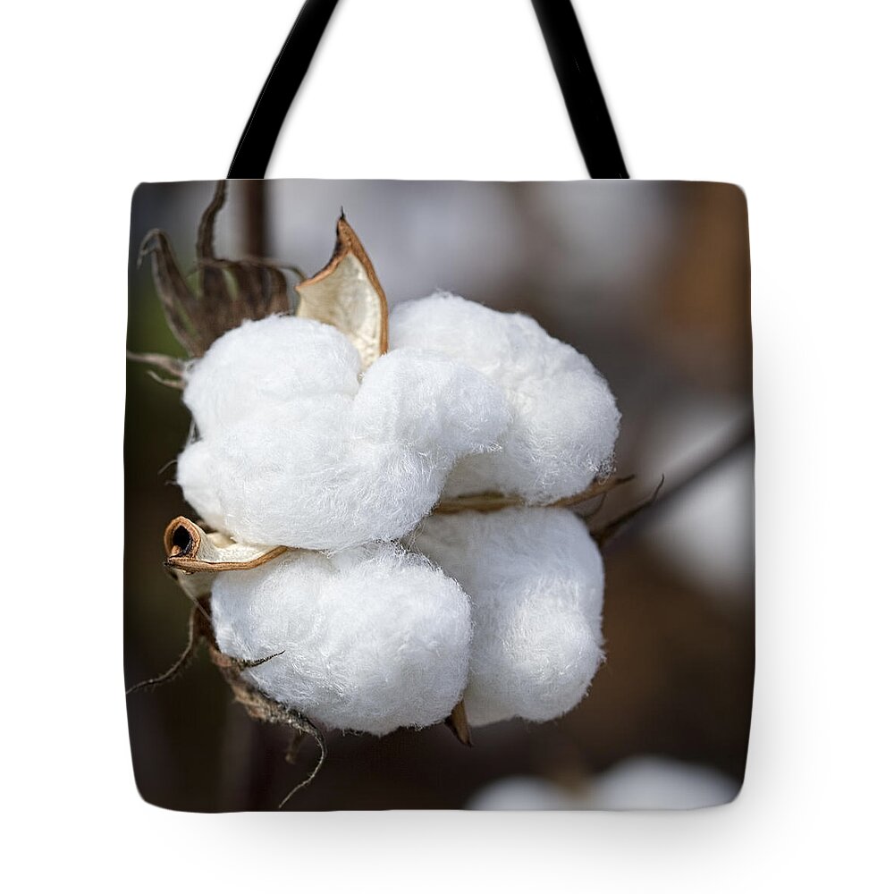 Cotton Tote Bag featuring the photograph Alabama Cotton Boll by Kathy Clark