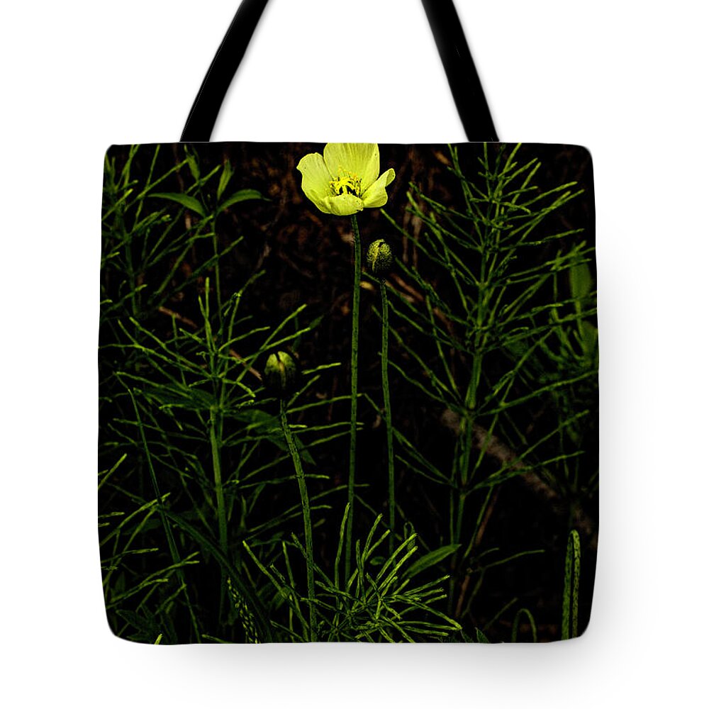 Wildflower Tote Bag featuring the photograph Alaska Poppy by Fred Denner