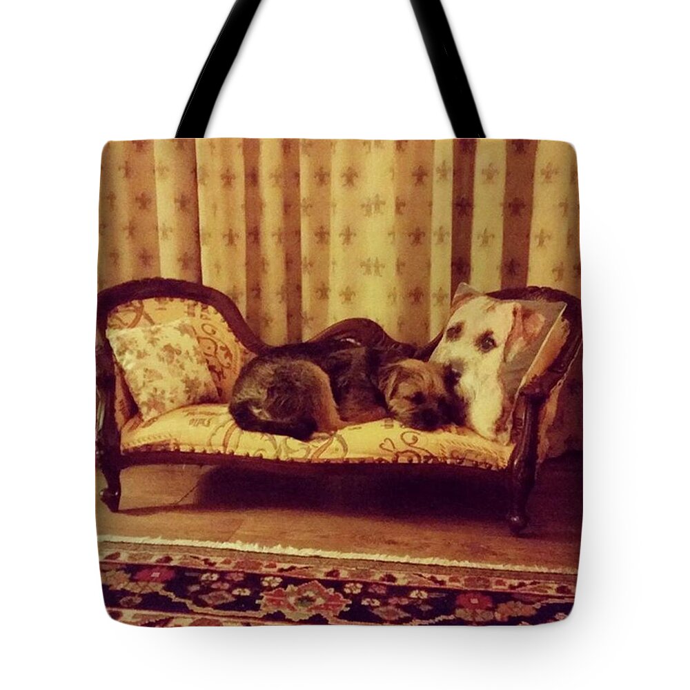 Dog Tote Bag featuring the photograph Relax In Style by Rowena Tutty