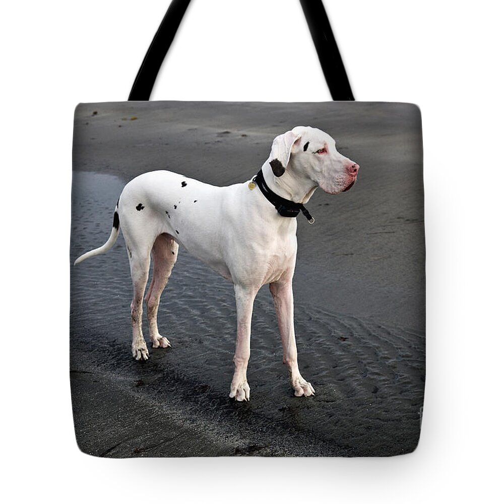 Animal Tote Bag featuring the photograph Albino Great Dane by Inga Spence
