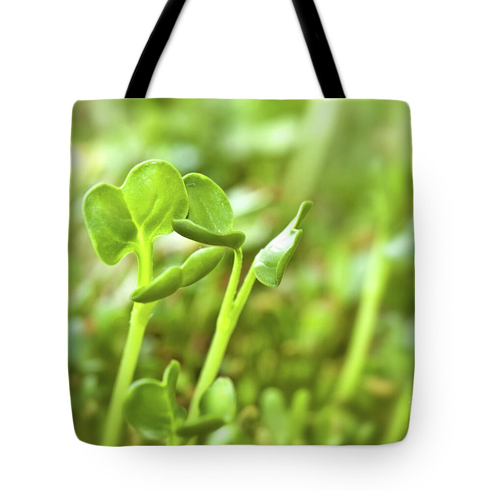 Seeds Tote Bag featuring the photograph Alfafa by Delphimages Photo Creations