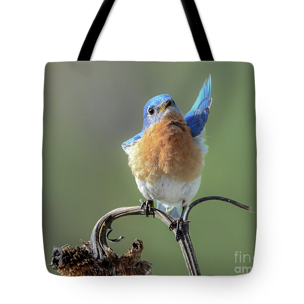 Eastern Bluebird Tote Bag featuring the photograph All in Favor by Amy Porter