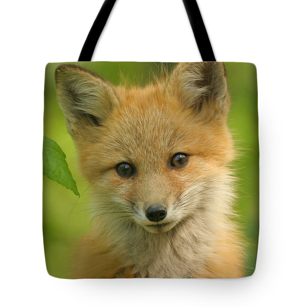 Fox Tote Bag featuring the photograph All innocence and curiosity by Doris Potter