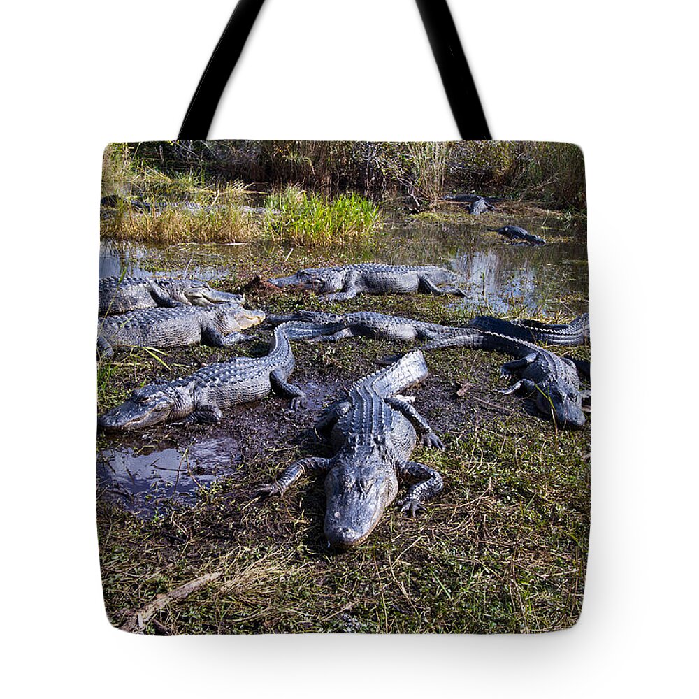 Nature Tote Bag featuring the photograph Alligators 280 by Michael Fryd