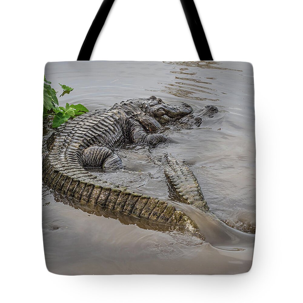 Alligator Tote Bag featuring the photograph Alligators Courting by Steve Zimic