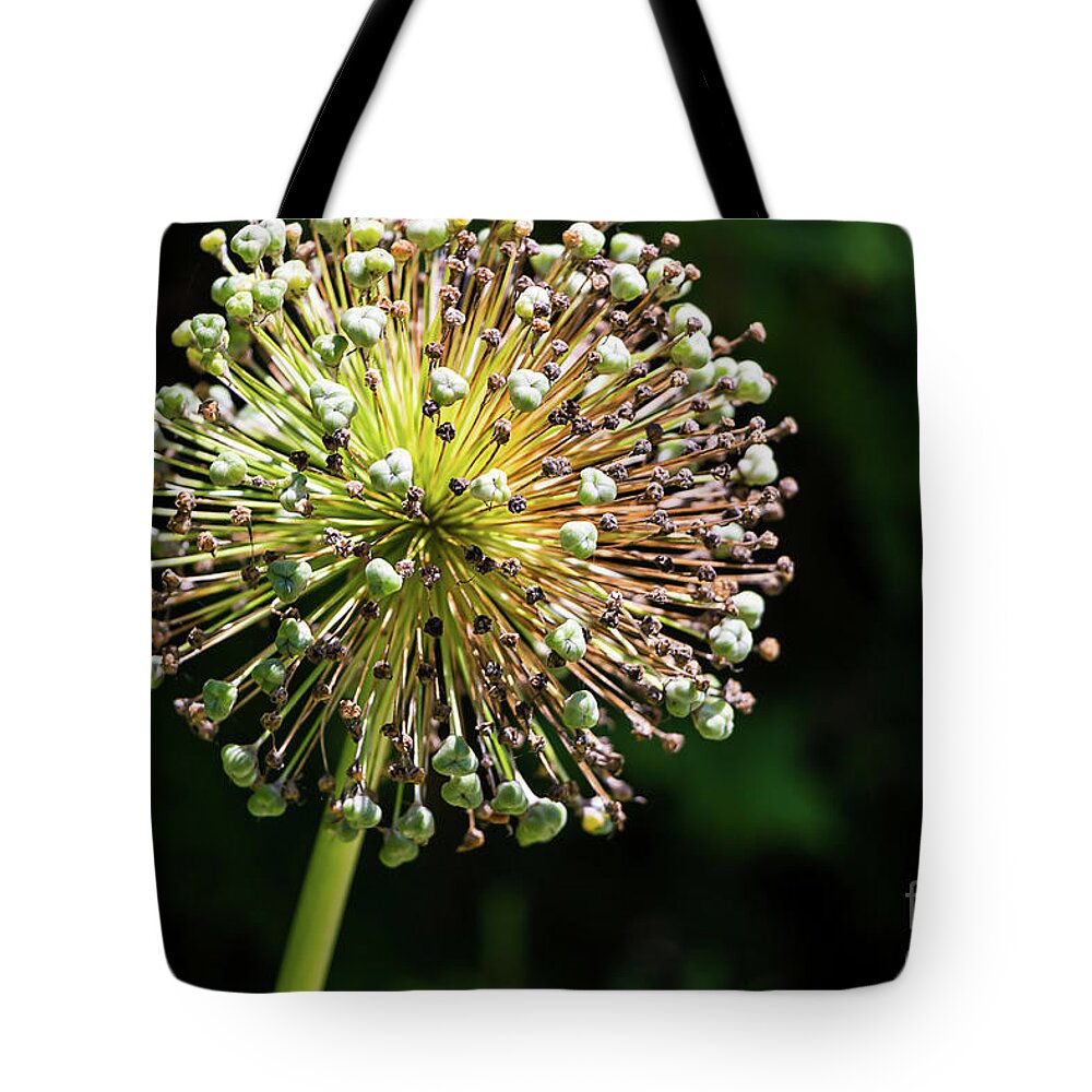 Allium Gone By Tote Bag featuring the photograph Allium Gone By by Elizabeth Dow