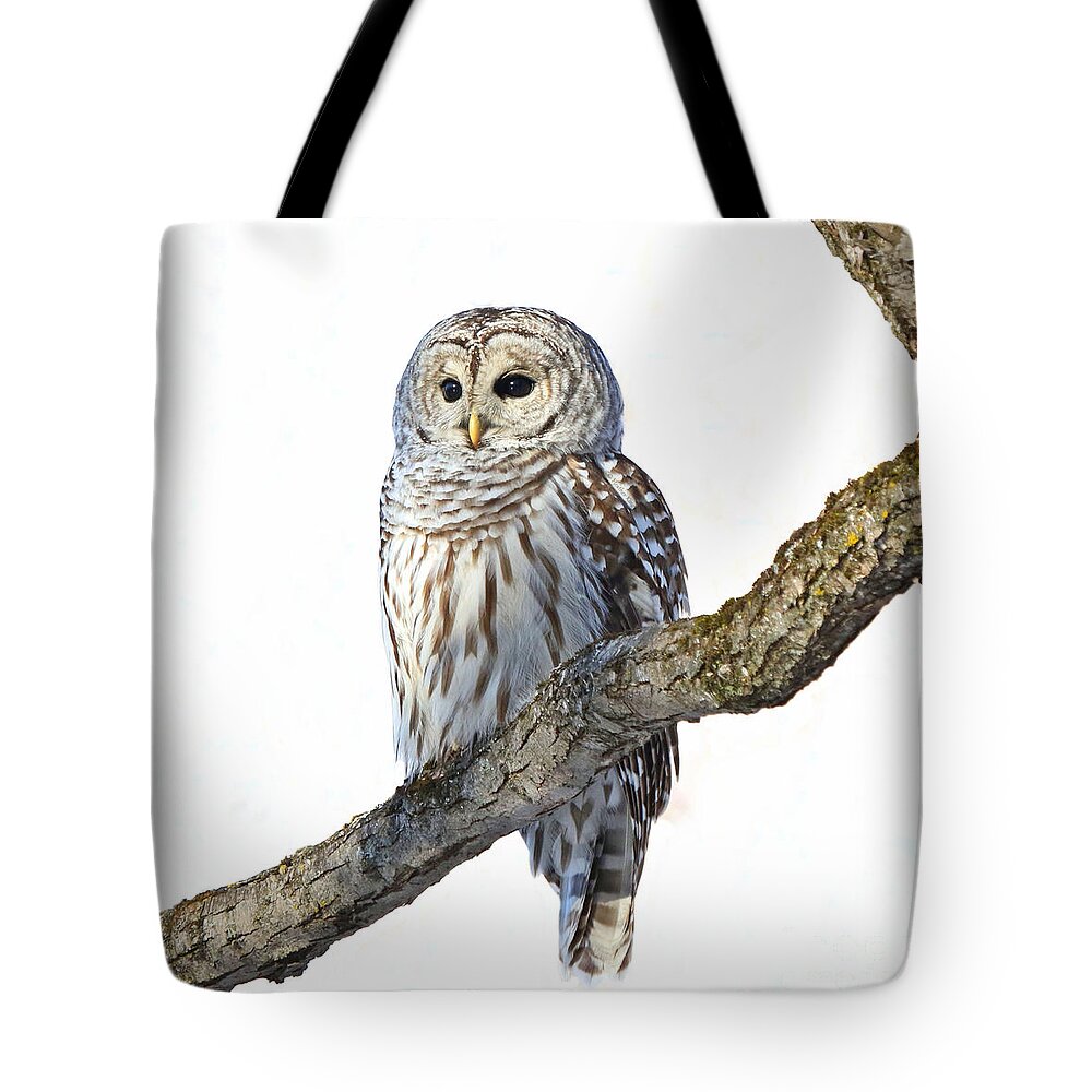 Owl Tote Bag featuring the digital art Alone but never lonely by Heather King
