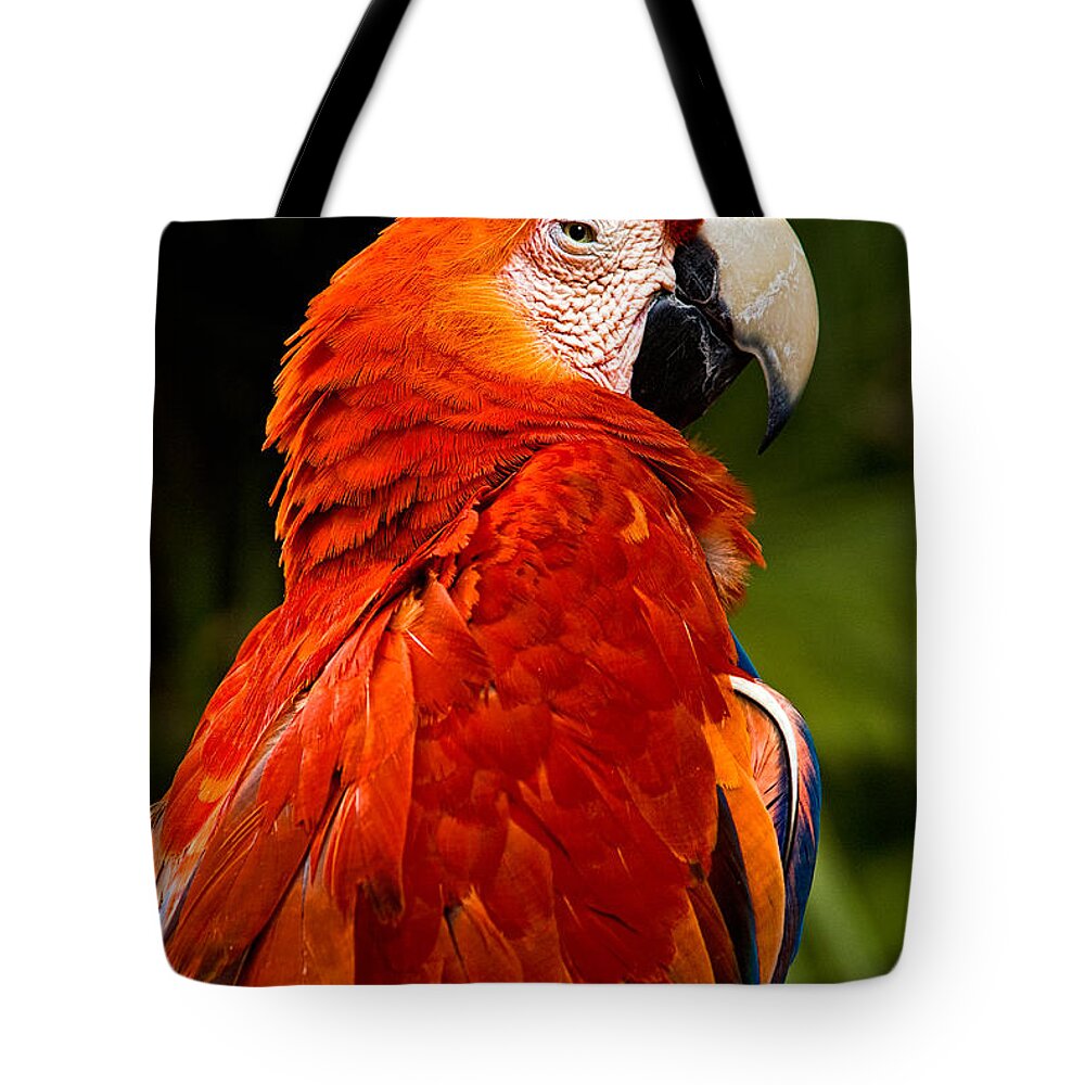 Bird Tote Bag featuring the photograph Aloof In Red by Christopher Holmes