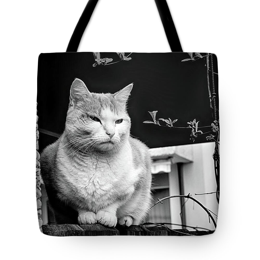 Cat Tote Bag featuring the photograph Aloof by Mimulux Patricia No