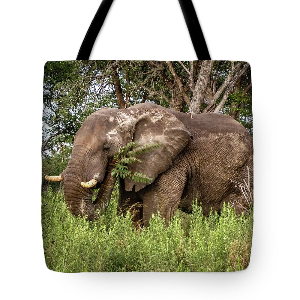 100324 Botswana & Zimbabwe Expeditions Tote Bag featuring the photograph Alpha Male Elephant by Gregory Daley MPSA