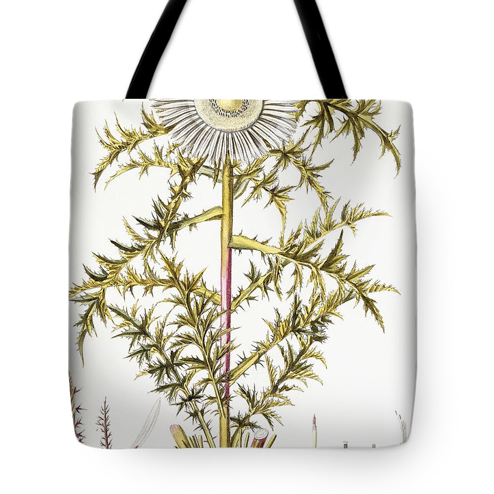 Thistle Tote Bag featuring the painting Alpine Thistle by Austrian School
