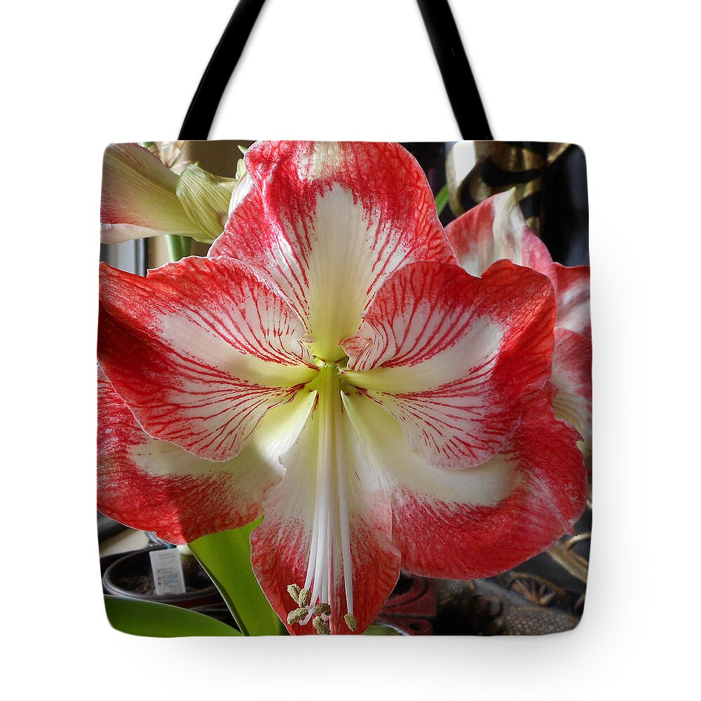 Flowers Tote Bag featuring the photograph Amaryllis 3 by Ron Kandt