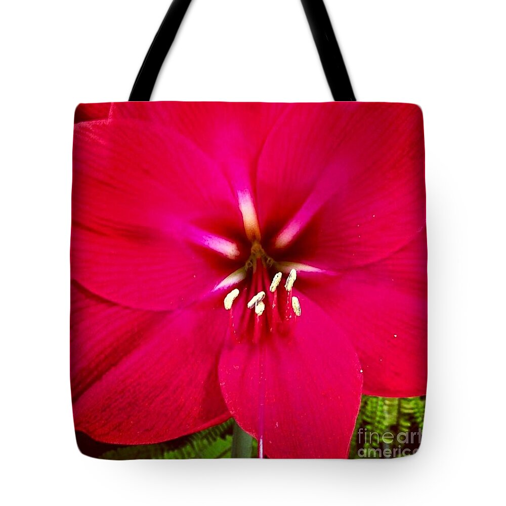 Flower Tote Bag featuring the photograph Amaryllis Detail by Denise Railey