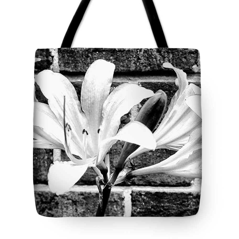 Amaryllis Tote Bag featuring the photograph Amaryllis Inspiration by Rachel Hannah