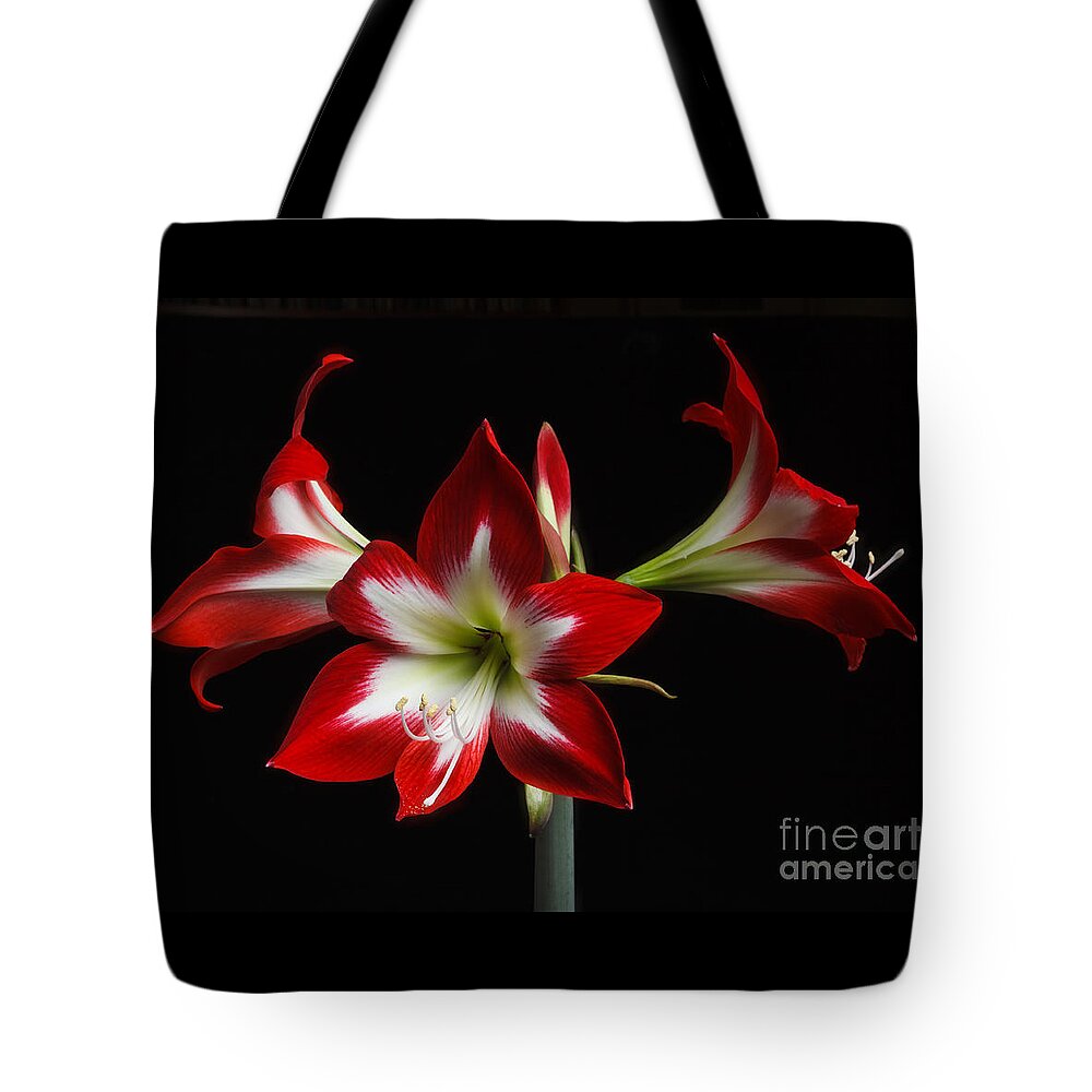 Flower Tote Bag featuring the photograph Amaryllis 'quito' by Ann Jacobson