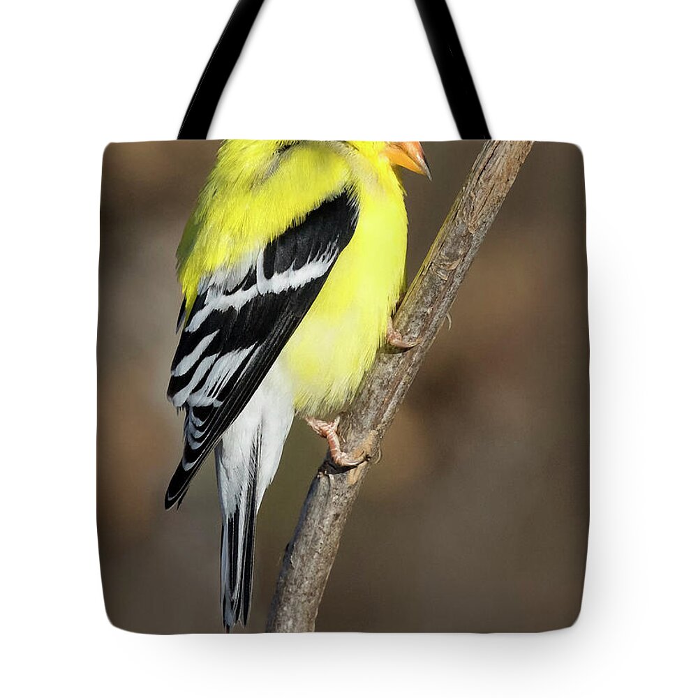 Bird Tote Bag featuring the photograph America Goldfinch Glow by Art Cole