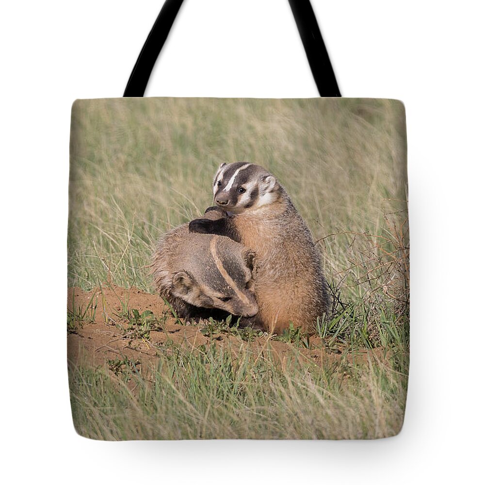 Badger Tote Bag featuring the photograph American Badger Cub Climbs On Its Mother by Tony Hake