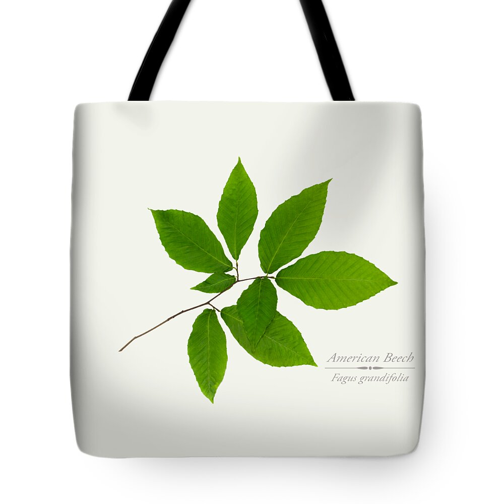 Leaves Tote Bag featuring the mixed media American Beech by Christina Rollo