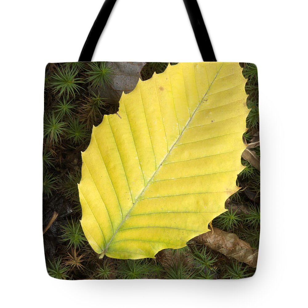 Autumn Tote Bag featuring the photograph American Beech Leaf by Erin Paul Donovan