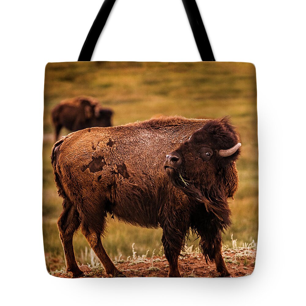 American West Tote Bag featuring the photograph American Bison by Chris Bordeleau