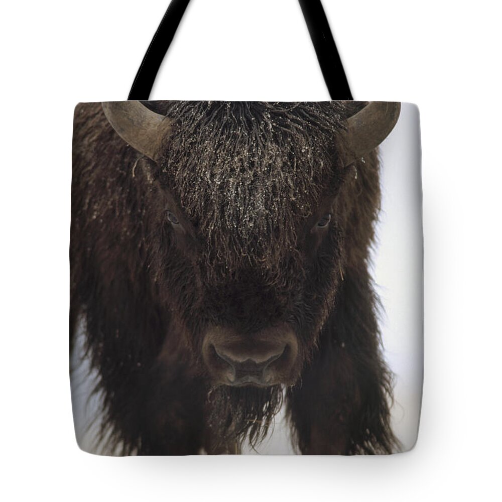 00172336 Tote Bag featuring the photograph American Bison Portrait In Snow North by Tim Fitzharris