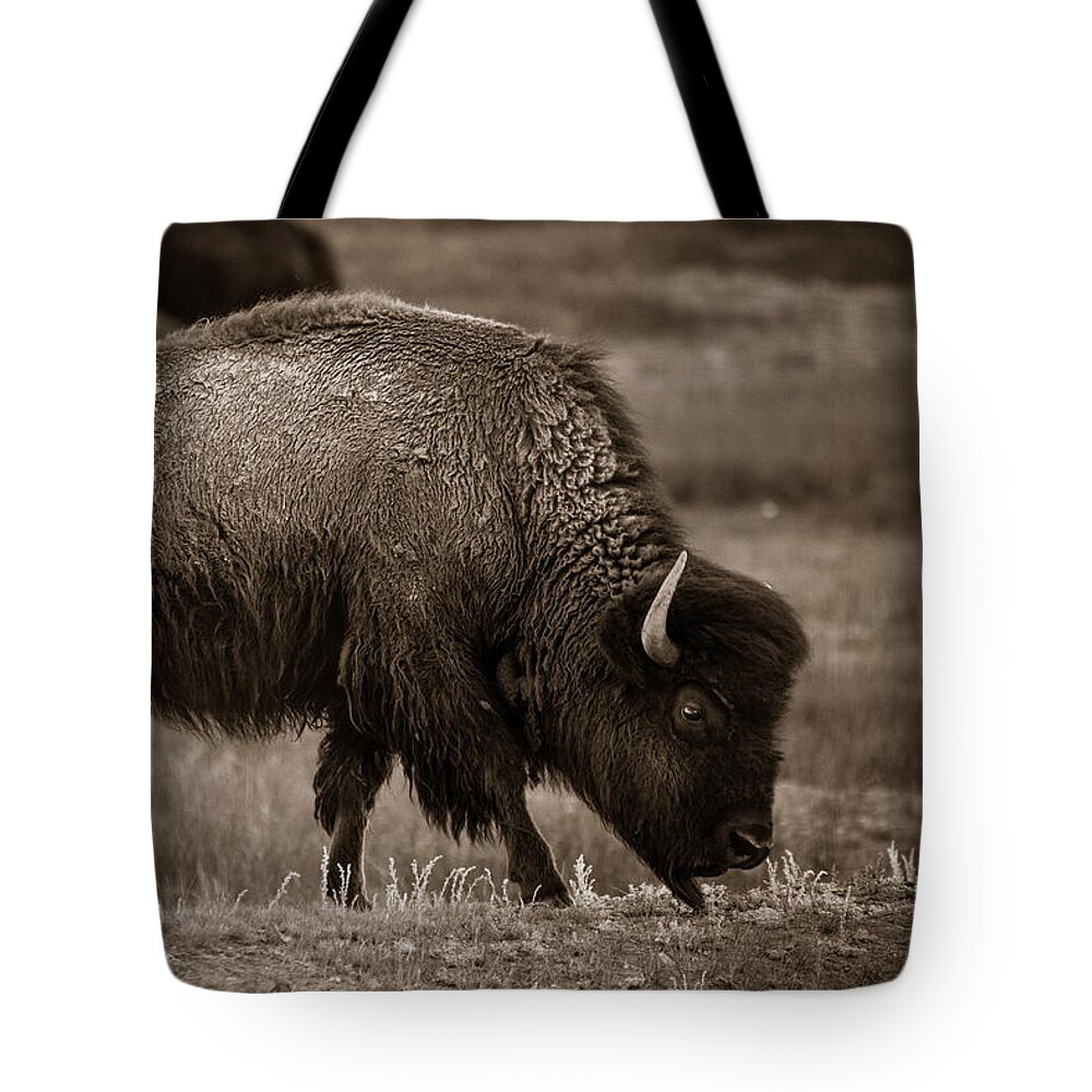 American West Tote Bag featuring the photograph American Buffalo Grazing by Chris Bordeleau