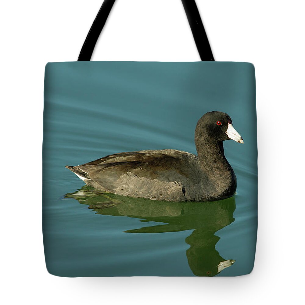 Coot Tote Bag featuring the photograph American Coot by Paul Rebmann