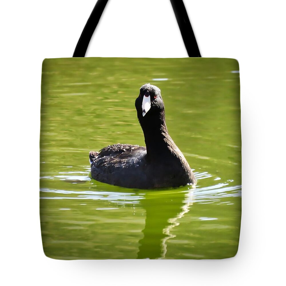 American Coot Tote Bag featuring the photograph American Coot Portrait by Judy Kennedy