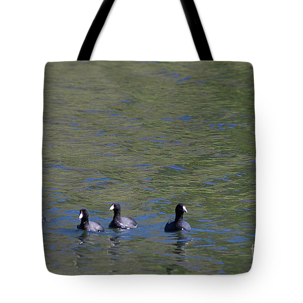 American Coots Tote Bag featuring the photograph American Coots 20120405_280a by Tina Hopkins