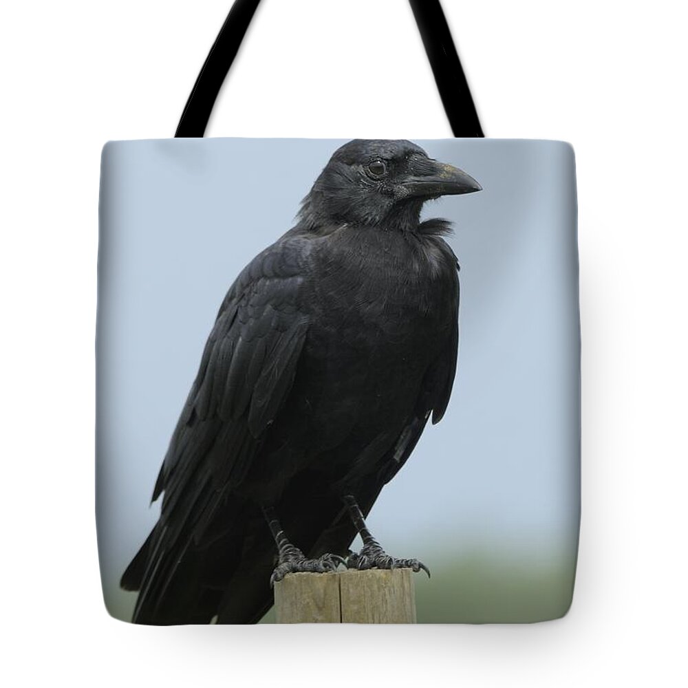 Crow Tote Bag featuring the photograph American Crow on a Post by Bradford Martin