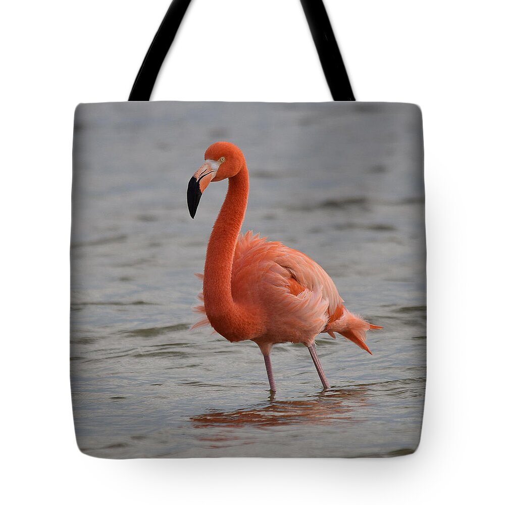 Flamingo Tote Bag featuring the photograph American Flamingo by Jim Bennight