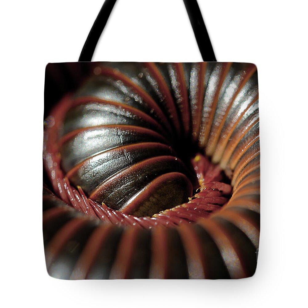 American Giant Millipede Tote Bag featuring the photograph American Giant Millipede by Michael Eingle