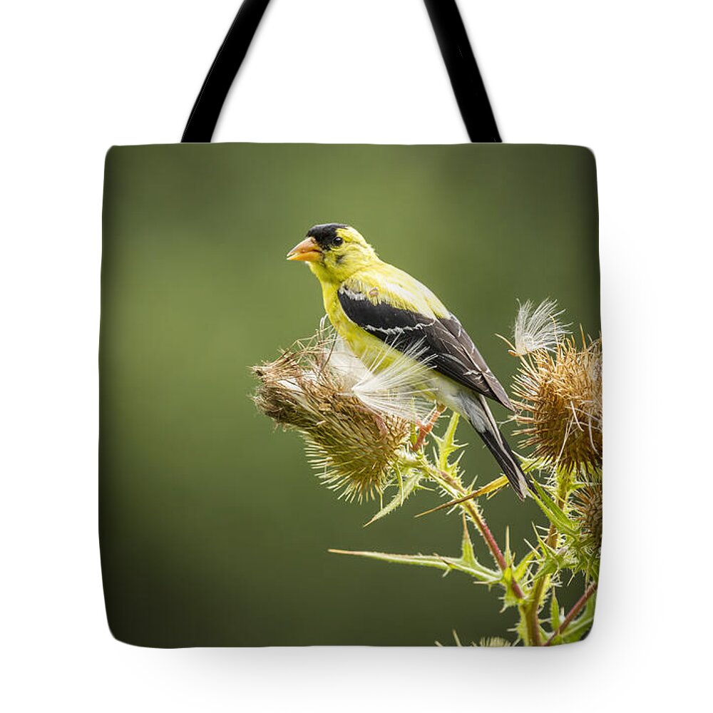 American Goldfinch (spinus Tristis) Tote Bag featuring the photograph American Goldfinch On A Thistle 2013-3 by Thomas Young